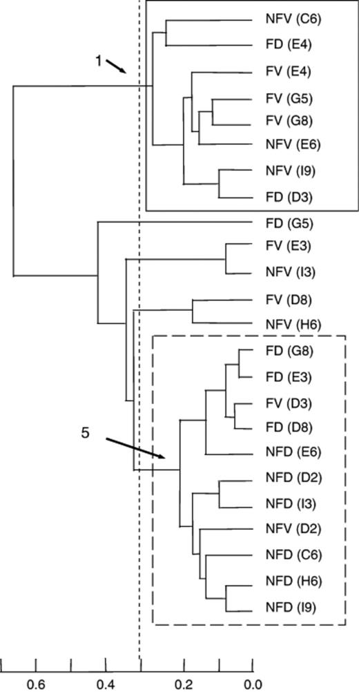 Cluster analysis of TaqI terminal restriction fragments (TRFs) resulting from the amplification of soil bacterial communities. The analysis excludes TRFs of 80–80.3 bp that most likely result from the amplification of chloroplast 16S rRNA gene. The scale on the bottom indicates the level of dissimilarity between soil bacterial communities. Samples with dissimilarities of less than 0.3 are considered to form a cluster. NFV, nonfertilized viable ectomycorrhizal tip; NFD, nonfertilized decaying ectomycorrhizal tip; FV, fertilized viable ectomycorrhizal tip; FD, fertilized decaying ectomycorrhizal tip. Letter and number in parentheses indicate the row and number of the tree near which the sample was collected. Samples that comprise clusters 1 and 5 are noted.