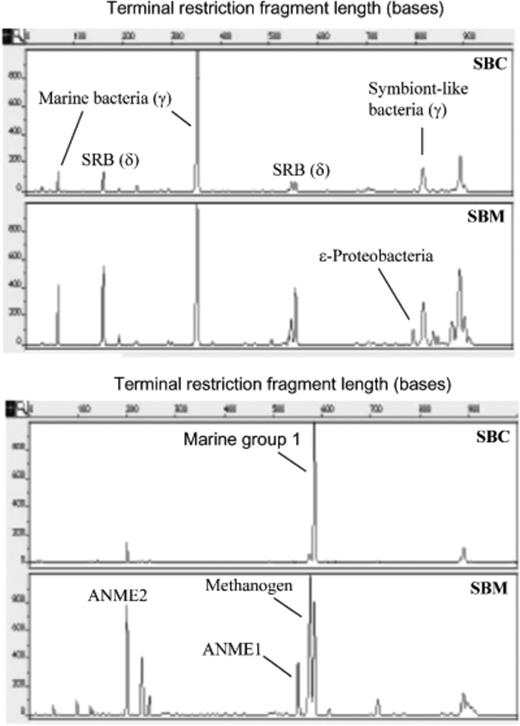 Electropherograms of bacterial (a) and archaeal (b) terminal restriction fragment length polymorphisms (RFLPs) of HhaI-digested 16S rRNA gene amplified from Sagami Bay Calyptogena sediment (SBC) and microbial mat (SBM). The lengths of the fragments (x-axis) and the relative fluorescence intensities of the peaks (y-axis) are indicated.