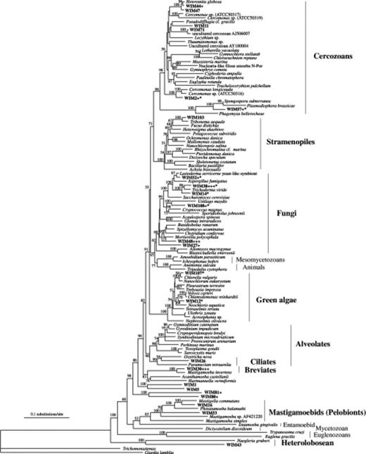 Neighbour-joining tree based on nuclear 18S (small subunit) rRNA gene sequences using 1615 positions. Sequences beginning with ‘WIM’ correspond to those retrieved from the Wieringermeer polder soil sample. The sequences matching known sequences with less than 99% sequence identity are marked with an asterisk. Closely related clones from our library with more than 99% sequence identity are indicated as a plus (+) next to the clone identifier. The number of pluses (+) indicates the number of closely related sequences. Numbers at nodes represent the bootstrap percentages from 100 replicates. Values below 50% are not shown.