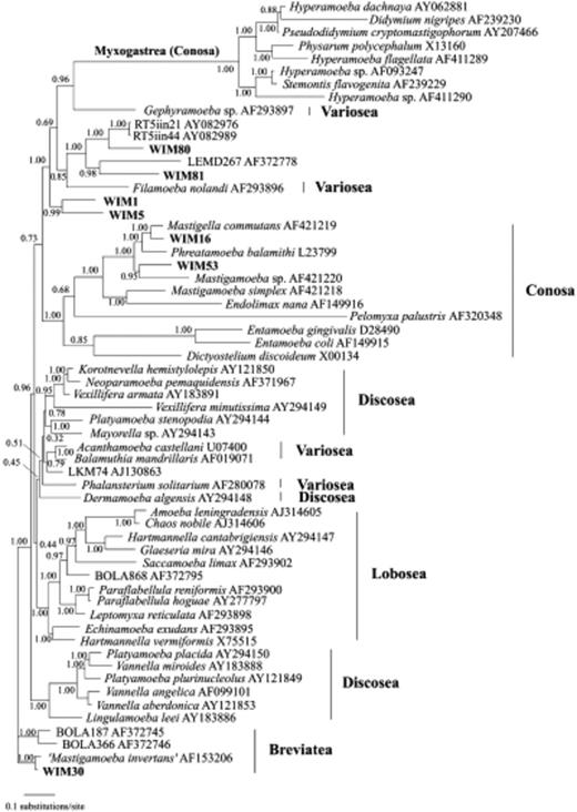 Bayesian tree of amoebozoans based on nuclear small subunit rRNA gene sequences using 1510 positions. The classification is based on the most recently revised system (Cavalier-Smith, 2003). Numbers at nodes represent the posterior probability.