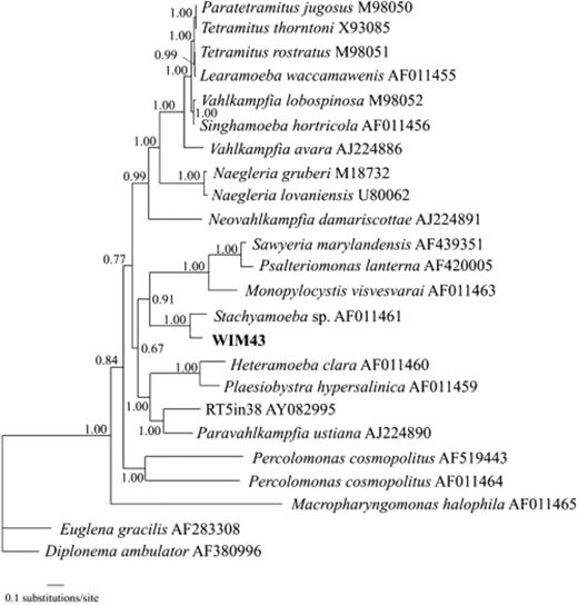Bayesian tree of heteroloboseans based on nuclear small subunit rRNA gene sequences using 1698 positions. Numbers at nodes represent the posterior probability.
