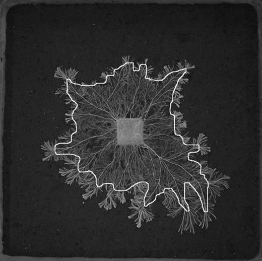 A binary image of a mycelial system of Phanerochaete velutina grazed for 12 days. Line indicates the position of the mycelial front after 2 days of grazing. Hyphal coverage was determined for the entire system and separately for the outer zone that had developed between 2 and 12 days.