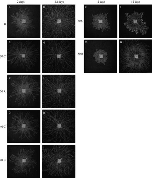 Digital images of mycelial systems of Phanerochaete velutina (in 24 × 24 cm trays of compressed non-sterile soil) that had been ungrazed (a, b), continuously grazed (C: c, d, g, h, k, l) or grazed for 2 days then grazing pressure removed (R: e, f, i, j, m, n). Images captured 2 days (a, c, e, g, i, k, m) and 12 days (b, d, f, h, j, l, n) after adding collembola (time of image capture indicated at head of column of images). Collembola were added at different densities (indicated in left margin): 0 (a, b), 20 (c–f), 40 (g–j) or 80 (k–n) per tray.