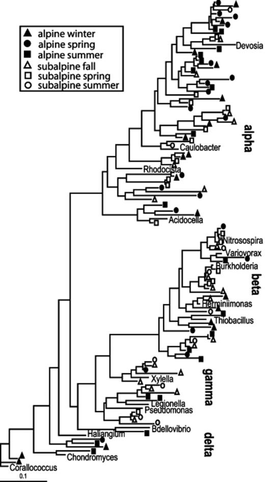 Maximum likelihood tree of Proteobacteria 16S rRNA gene sequences from alpine and subalpine clone libraries.