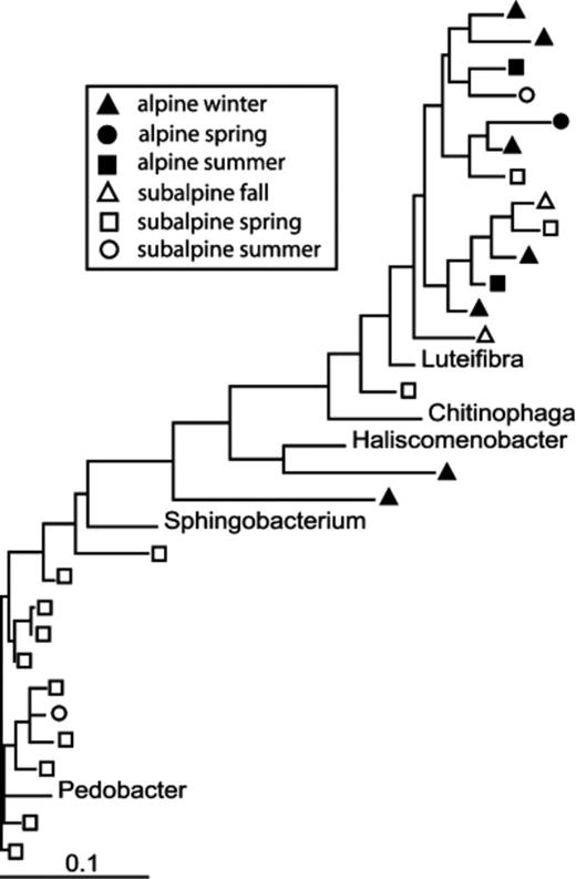 Maximum likelihood tree of Bacteroidetes (CFB) 16S rRNA gene sequences from alpine and subalpine clone libraries.