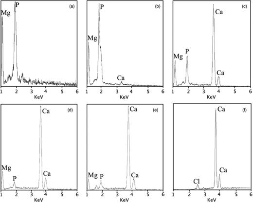 EDX spectra of the mineral precipitates: (a) struvite (ME medium); (b) struvite with low content of Ca (MEC1 medium); (c) high Mg-calcite biolith with abundant organic matter (MEC2 medium); (d) Mg-calcite (MEC3 medium); (e) low Mg-calcite (MEC4 medium); and (f) calcite (MC medium).