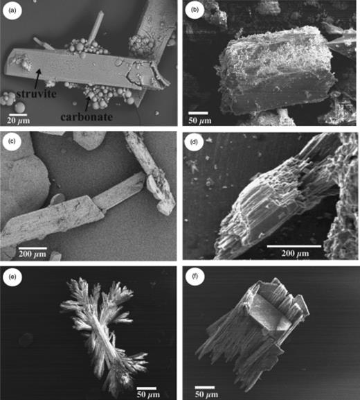 Morphology of struvite crystals as observed by scanning electron microscopy (SEM): (a) overview showing struvite and carbonate crystals; and (b–f) isolated struvite crystals with different morphologies.