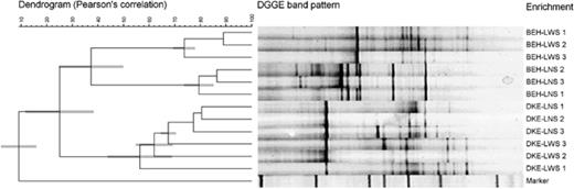 UPGMA-dendrogram of 16S rRNA gene-based PCR-DGGE community profiles of linuron-mineralizing cultures with (LWS) and without (LNS) solid support derived from soil BEH and soil DKE. The scale indicates the similarity level (0–100%). DNA samples originated from cultures that had been refreshed three times (8 weeks) (1), six times (14 weeks) (2), and 10 times (20 weeks) (3). Denaturant concentrations increase from left to right.