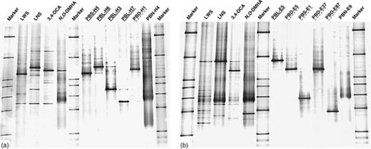 16S rRNA gene PCR-DGGE fingerprints of enrichment cultures and selected isolates of (a) soil BEH and (b) soil DKE. Marker: 16S rRNA gene marker; LWS: linuron culture with solid support (refreshed 10 times); LNS: linuron culture without solid support (refreshed 10 times); 3,4-DCA: 3,4-DCA-fed subculture (transferred five times), and N,O-DMHA: N,O-DMHA-fed subculture (transferred five times). Linuron- and 3,4-DCA-degrading isolates are underlined with a continuous or a dashed line, respectively. Denaturant concentrations increase from top to bottom.