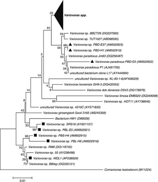 Neighbour-joining phylogenetic tree based on 16S rRNA gene fragments showing the relationship between linuron-degrading and nonlinuron-degrading Variovorax spp. from this study and the literature. Linuron-degrading isolates are indicated with a black square; and 3,4-DCA-degrading isolates, with a black triangle. The large black triangle covers 67 randomly selected sequences of Variovorax spp. The Comamonas testosteroni type strain M11224 was used as outgroup. GenBank accession numbers are indicated in parentheses. The statistics based on bootstrapping with 1000 replications are indicated at the nodes of each branch.