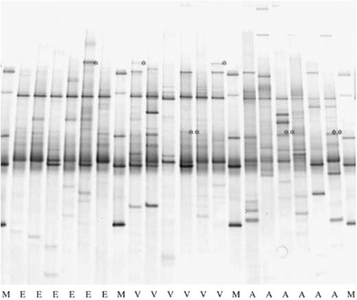 Bacterial PCR-DGGE on 18 individual ticks from three different habitats in the Netherlands. M, marker; E, Ede deSysselt; V, Veldhoven Hoogeind; A, Amsterdam water supply dunes. A specific band co-migrating with Candidatus Neoehrlichia mikurensis is marked with (*) and a band co-migrating with Rickettsia australis with (**).