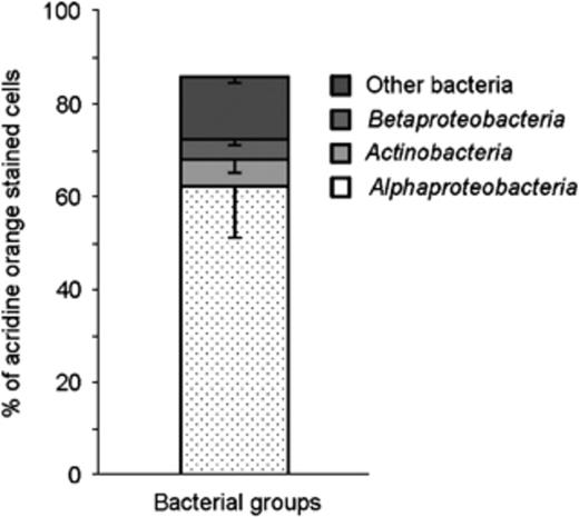 Abundance of bacterial groups in Cladonia arbuscula revealed by FISH and CLSM image analysis of FISH experiments.
