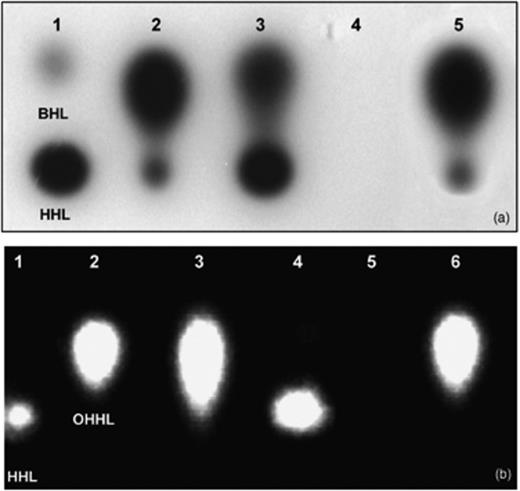 AHL profiles of Serratia plymuthica HRO-C48 WT and its mutants. Cell-free culture supernatants were analysed by TLC overlaid with the reporter strains Chromobacterium violaceum CV026 (a) and Escherichia coli MT102 (pSB403) (b). (a) lane 1: BHL (200.0 ng) and HHL (20.0 ng); lane 2: 1.0 μL crude extract from HRO-C48 WT; lane 3: 10.0 μL crude extract from HRO-C48 AHL-4; lane 4: 10.0 μL crude extract from HRO-C48 pME6863; lane 5: 1.0 μL crude extract from HRO-C48 pME6000. (b) lane 1: HHL (200.0 ng); lane 2: OHHL (20.0 ng); lane 3: 1.0 μL crude extract from HRO-C48 WT; lane 4: 10.0 μL crude extract from HRO-C48 AHL-4; lane 5: 10.0 μL crude extract from HRO-C48 pME6863; lane 6: 1.0 μL crude extract from HRO-C48 pME6000.