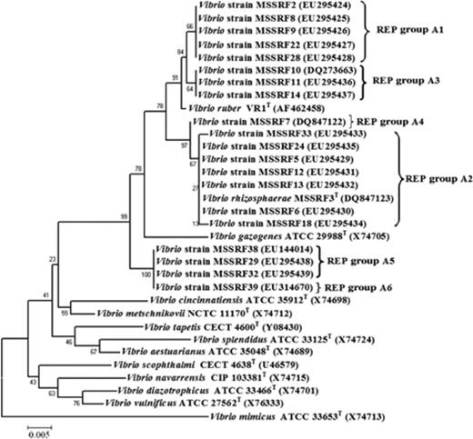 Neighbour-joining tree based on partial 16S rRNA gene sequences of red-pigmented Vibrio strains and other closely related Vibrio strains. The evolutionary distances were computed using the Kimura two-parameter method and are in units of the number of base substitutions per site. All positions containing gaps and missing data were eliminated from the dataset (complete deletion option). There were a total of 527 positions in the final dataset.