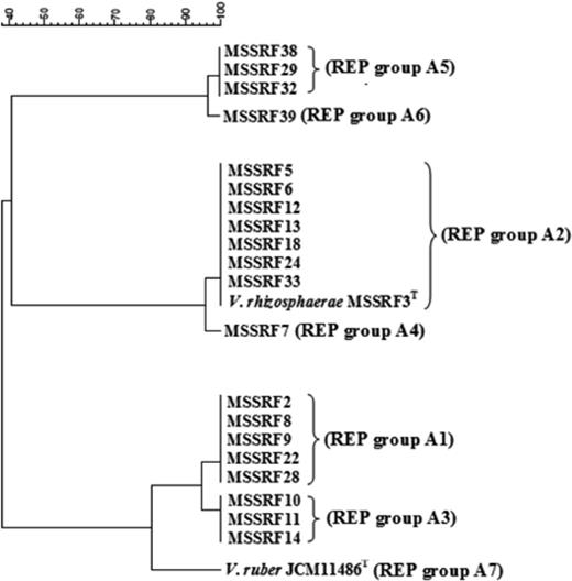 Composite dendrogram generated from data for rep-PCR profiles of all red-pigmented Vibrio strains. Vibrio ruber JCM 11486T and Vibrio rhizosphaerae LMG 23790T were used as reference strains.
