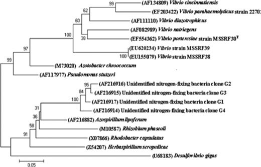Neighbour-joining tree based on partial nifH gene sequences of strains MSSRF38 and MSSRF39 and other nifH sequences of related organisms and environmental clones.