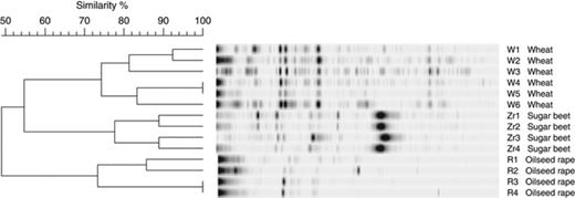 Cluster analysis of community fingerprints of polyhydroxyalkanoate-synthesizing bacteria in the rhizosphere of wheat, sugar beet and oilseed rape using the hierarchical method, unweighted pair group method with arithmetic mean, after calculation of the band-based Dice similarity coefficient. Independently analysed replicates of the treatments were marked 1–4. W, wheat; Z, sugar beet; R, oilseed rape.