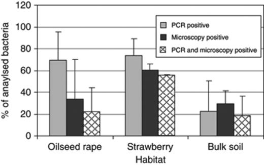 Proportion of polyhydroxyalkanoate-producing bacteria isolated from the rhizosphere of oilseed rape and strawberry in comparison with bulk soil from Braunschweig and Rostock (Germany) (Field trial 2). They were screened for their capacity to form polyhydroxyalkanoates using PCR and microscopic methods. Error bars represent confidence intervals at P≤0.05.