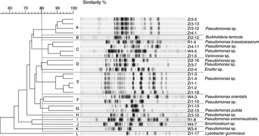 Dendrogram showing the relationship of isolates obtained from the rhizosphere of sugar beet, oilseed rape and wheat from the site in Deggendorf (Field trial 1), based on BOX-PCR fingerprints using cluster analysis using the unweighted pair group method and arithmetic averages.