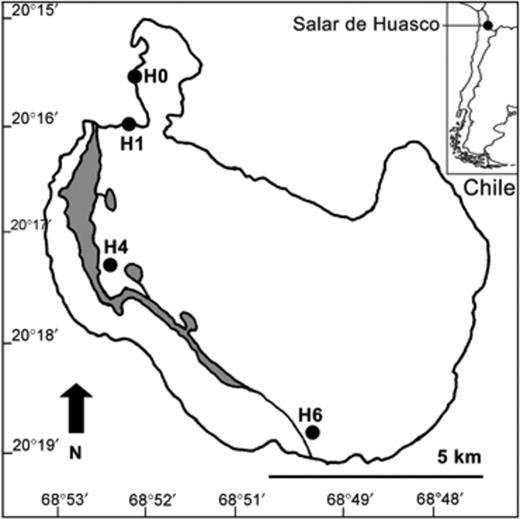 Map indicating the location of Salar de Huasco and four study sites (H0, H1, H4 and H6). Gray areas indicate the presence of permanent lagoons.
