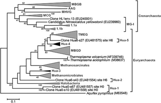 Phylogenetic tree based on partial 16S rRNA gene sequences (∼800 bp) of phylotypes of Archaea in water calculated by maximum likelihood analysis. Group designations: MG-I, Marine Group I (DeLong, 1998); MCG, Miscellaneous Crenarchaeotic Group (Teske, 2006); MHVG, Marine Hydrothermal Vent Group (Takai & Horikoshi, 1999); AAG, Ancient Archaeal Group (Takai & Horikoshi, 1999); MBGB, Marine Benthic Group B (Vetriani et al., 1999); MBGD, Marine Benthic Group D; TMEG, Terrestrial Miscellaneous Euryarchaeotal Group (Takai et al., 2001); Hua-1, Hua-2, Hua-3, Hua-4, Hua-5, Unidentified Euryarchaeota clusters. The scale bar represents a 10% nucleotide sequence difference. Aquifex pyrophilus (M83548) was used as an outgroup. Groups in gray include sequences from Salar de Huasco. Groups in black largely consist of sequences from Salar de Huasco. Figure S4 shows the detailed tree.