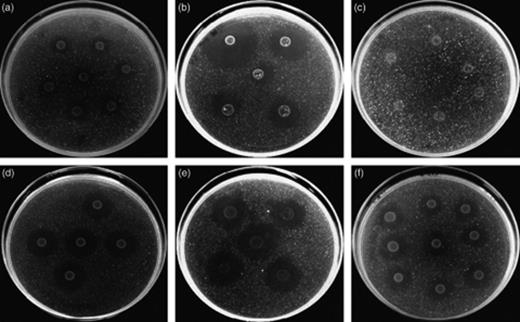 PHB degradation on minimal medium containing PHB particles as the sole C source. Complete degradation of the PHB particles results in clearing of the medium. (a) Intestinal microbiota from sturgeon, (b) intestinal microbiota from sea bass, (c) intestinal microbiota from prawn, (d) isolate S4, (e) isolate S7 and (f) the known PHB-depolymerizing bacterium Comamonas testosteroni LMG 19554.