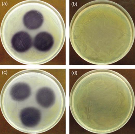 HHL degradation by the isolates. Ten microliters filter-sterilized supernatants of cultures grown for 48 h in LB medium supplemented with 10 mg L−1 HHL were spotted on LB agar covered with a lawn of the AHL reporter strain Chromobacterium violeceum CV026. The presence of HHL in the supernatants is manifested by purple pigment production in the reporter strain. (a) Negative control (P3/pME6000), (b) positive control (P3/pME6863), (c) isolate S4 and (d) isolate S7.