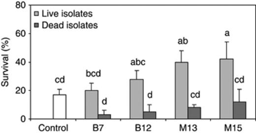 Percentage survival of Artemia nauplii after a 48-h challenge with Vibrio campbellii LMG 21363 (mean±SE of three replicates). The challenged nauplii were either not treated (control) or treated with living or dead isolates, in combination with 100 mg L−1 PHB. Treatments with a different letter are significantly different (P<0.05).