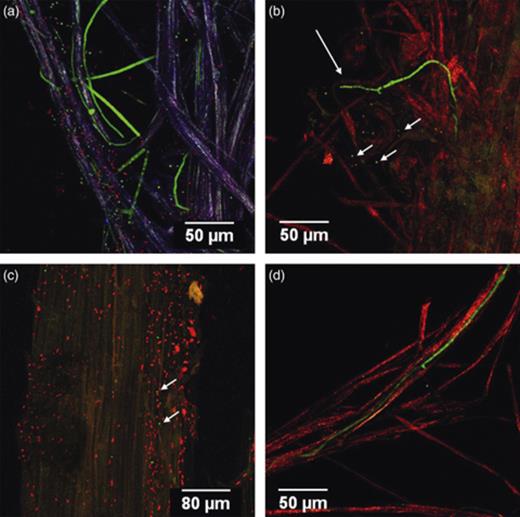 Colonization pattern of DsRed-transformed bacteria and GFP-transformed Trichoderma velutinum G1/8 in co-culture (a) Pseudomonas fluorescens L13-6-12 cells (red) and T. velutinum G1/8 conidia (green) colonized in a loose arrangement in the lateral roots (purple). Hyphae (green) grew in parallel to lateral roots as well as coiled around the lateral roots. (b) Bacterial cells of Serratia plymuthica 3Re4-18 (red) forming smaller microcolonies on the root surface as well as larger colonies in submontane areas and T. velutinum G1/8 hyphae colonized a root hair. Short arrow, conidia; long arrow, hyphae. (c) Serratia plymuthica 3Re4-18 (red) cells showing a loose arrangement around the main root. Ungerminated conidia (green) indicated with arrows were in between the cells. (d) Fungal hyphae and Pseudomonas trivialis RE*1-1-14 cells grew together with the lateral roots and root hairs colonizing the entire root surface.