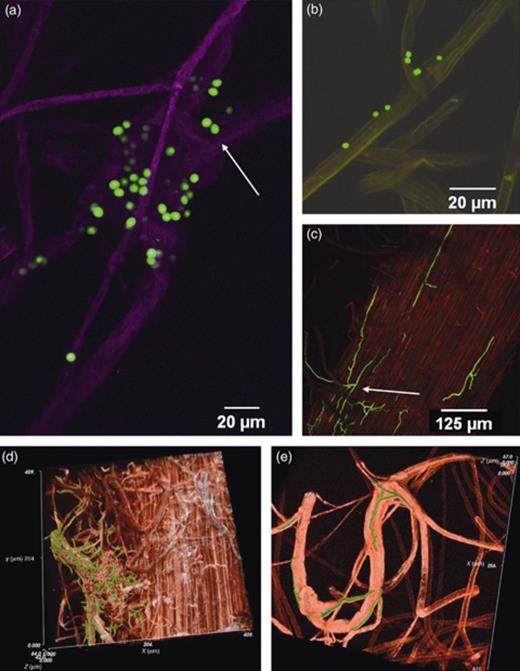 Characteristic growth of GFP-transformed Trichoderma gamsii AT1-2-4 and Trichoderma velutinum G1/8. Observations were performed using CLSM on 14-day-old sugar beet seedlings cultivated in sterile soil. (a) Spores of T. gamsii AT1-2-4 (green) were attached to root hairs/lateral roots (purple) and located in between aggregations of several root hairs. (b) Spores of T. velutinum G1/8 on sugar beet seedlings' root. (c) Characteristic growth of GFP-transformed T. velutinum G1/8. Mycelia growing on the surface of sugar beet roots and several hyphae were between the epidermis cells and following the cell borders. Single hypha leaves the network on the surface and growth together with the lateral root. (d) Fungal hyphae branched and were arranged in a net covering a thick lateral root at a high density. The confocal stacks of the CLSM pictures were imported in imagej and the brightness/contrast was equally adjusted in all optical slices. image surfer was then used to visualize the stacks using the ‘volume rendering’ and the ‘isosurface’ method. Red, root; green, hyphae. (e) A fungal hypha grew in parallel to the lateral root and branched out following the branches of the lateral roots.