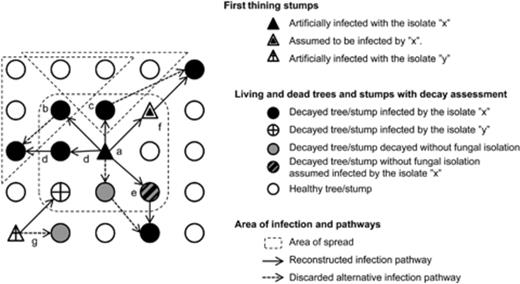 System used for reconstructing the pathway of infection from artificially infected stumps into the surrounding trees. Trees were assumed in a grid. From artificially infected first-thinnings stumps (‘a’ or ‘g’), infection was supposed to spread first within a 3 × 3 tree matrix. Beyond these 3 × 3 trees, two types of spread are possible: if the tree is located in the corner (b), five trees may be infected (dashed line); if the tree is located on the side (c), three trees may be infected. Always the shortest pathway was selected, i.e. ‘d’ was selected over ‘b’. Stump-to-tree pathways were preferred over tree-to-tree pathways (e). Trees/stumps decayed, but without fungal isolation, and located within a pathway of infection were also assumed to be infected by that isolate (e) and included in the calculations of the variables ‘number of trees colonized in the surrounding of the stump’ and ‘severity of stump-to-tree spread’. This same criterion also included first-thinning stumps (f). When not involved in an infection pathway, decayed trees without isolation were not assigned to any genet (g). According to Table 2, the isolate ‘x’ would have the following values for the variables stump-to-tree spread, severity of stump-to-tree spread, number of trees colonized in the surrounding of the stump and genet size: 1, 5/6, 5 and 6, respectively. The isolate ‘y’ would have 1,1/2, 1 and 1, respectively.