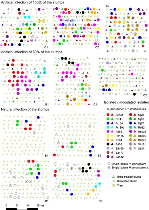 Representation of the studied plots. First-thinning stumps are represented with a triangle and trees with a circle. Isolates tagged with the same colour belong to the same genotype in artificially infected plots. For naturally infected stands, isolates with the same colour within a plot belong to the same genotype, i.e. only one genet of Heterobasidion annosum s.s. with more than one tree was found. Heterobasidion annosum s.s. isolates are represented with a cross. In artificially infected stands, isolates not corresponding to any inoculated isolate are also represented. Plots located in Bertilstorp and Christinehof are respectively tagged with B and C. Plots tagged with the same number belong to the same block.