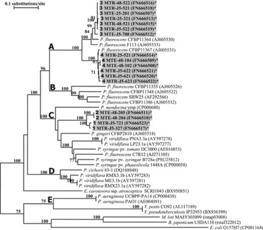 Neighbor-joining tree based on the alignment of 890-bp hrcRST sequences of Pseudomonas isolates obtained from Medicago truncatula roots (indicated in grey shading), and of reference strains available in genome databases. Accession numbers are indicated in parentheses. *Sequences obtained in this study. Bootstrap values from 1000 resamplings are indicated for each branch as percentages, and values <70% are not shown. For M. truncatula isolates, hrcRST-RFLP groups are indicated in bold in front of the strain name. Scale bar indicates the number of nucleotide substitutions per site.