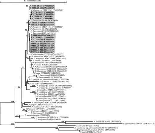 Neighbor-joining tree based on the alignment of 1390-bp 16S rRNA gene sequences of Pseudomonas isolates obtained from Medicago truncatula roots (indicated in grey shading), and of reference strains available in genome databases. Accession numbers are indicated in parentheses. *Sequences obtained in this study. Bootstrap values from 1000 resamplings are indicated for each branch as percentages, and values <70% are not shown. For M. truncatula isolates, hrcRST-RFLP groups are indicated in bold in front of the strains name. Scale bar indicates the number of nucleotide substitutions per site. T, type strain.