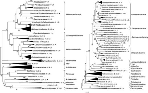 Neighbour-joining trees of 16S rRNA genes amplified and cloned from rhizosphere samples of three potato cultivars grown at the field sites in Roggenstein (left) and Oberviehhausen (right). The numbers in parentheses refer to the number of sequences originating from the cultivars ‘Baltica’, ‘Désirée’ or ‘Sibu’, respectively. Asterisks indicate sequences that corresponded to OTUs detected by PhyloChip hybridization.