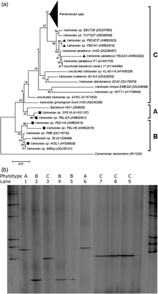 Phylotype-specific detection of Variovorax by PCR-DGGE. (a) Neighbour-joining phylogenetic tree based on partial 16S rRNA gene sequences. GenBank accession numbers are indicated between parentheses. The statistics based on bootstrapping with 1000 replications are indicated at the nodes of each branch (Breugelmans et al., 2007). The different Variovorax phylotypes A, B and C are indicated. Linuron-degrading isolates are indicated with a black square, while 3,4-dichloroaniline-degrading isolates are indicated with a black triangle. The large black triangle covers 67 randomly selected 16S rRNA gene sequences of various Variovorax spp. Comamonas testosteroni type strain M11224 was used as an outgroup. (b) DGGE of PCR amplicons obtained with the primer set VarF-GC/VarR from pure Variovorax strains representing the different phylotypes. Above each lane, the corresponding Variovorax phylotype (A, B or C) is indicated. Lanes: 1, strain SRS16; 2, strain WDL1; 3, type strain DSM66; 4, strain PBSH4; 5, strain PBLH6; 6, strain PBLE5; 7, strain PBDH1; 8, strain PBDE5; 9, strain PBDE37. A bacterial DGGE marker is present in the two outer lanes.