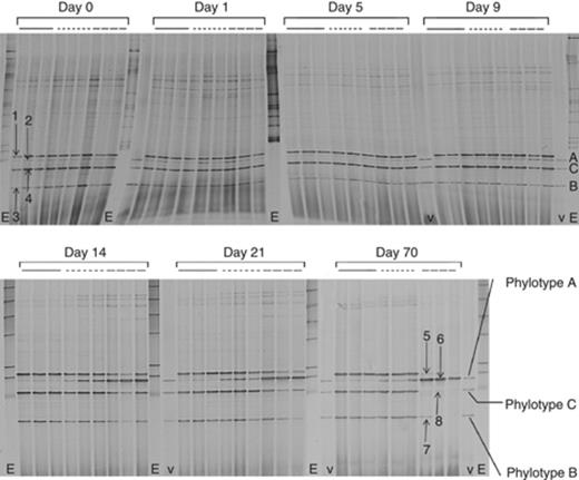 Dynamics of the Variovorax community in linuron-treated SMs as revealed by Variovorax-specific double PCR-DGGE. The solid line shows profiles obtained from the water-fed SMs, the small dotted line from the single linuron-treated SMs and the dashed line from the discontinuously linuron-treated SMs. The lanes marked by ‘v’ show the Variovorax 16S rRNA gene DGGE marker (phylotypes A, B and C are indicated); the lanes marked by ‘E’ show the bacterial 16S rRNA gene DGGE marker. The accession numbers corresponding to the different DGGE bands are: 1, HM582330; 2, HM582323 and HM582324; 3, HM582327; 5, HM582331; 6, HM582325 and HM582326; 7, HM582328 and HM582329. DGGE bands 4 and 8 could not be cloned.