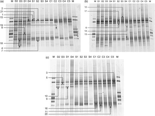 DGGE fingerprints of ruminal archaea in red deer (D1–D4), cattle (C1–C5) and sheep (S1–S4) fed (a) summer pasture, (b) winter pasture and (c) silage. The labelled arrows indicate the bands that were excised and sequenced. The marker (M) consisted of amplicons of 16S rRNA genes from pure culture of methanogens, and are labelled a–h (see Materials and methods for details). The sample from sheep no. 4 fed winter pasture was used to generate clone libraries of 16S rRNA gene sequences using different primer combinations (see text).