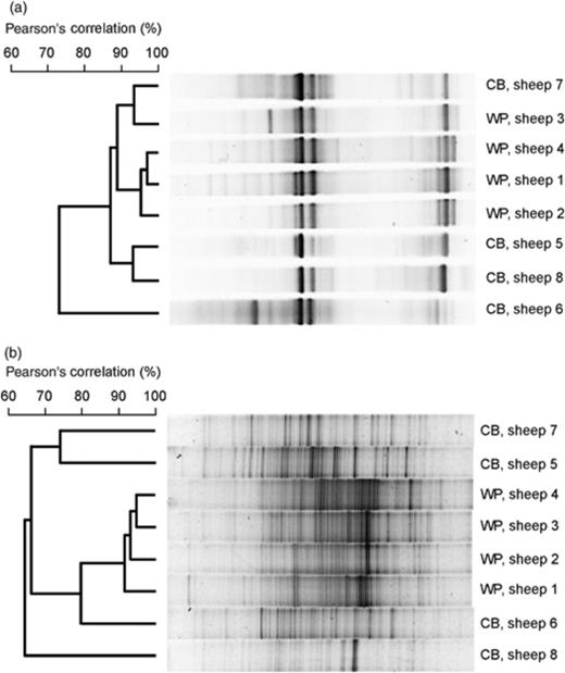 DGGE fingerprints of (a) ruminal archaea and (b) ruminal bacteria in two different flocks of sheep fed winter pasture (WP) or a concentrate-based diet (CB). The similarities of the fingerprints are indicated in the dendrograms to the left of each panel. Individual lanes are not in the same order as they were on the original gels, but those in each panel are from one gel. The gel origin is on the left.