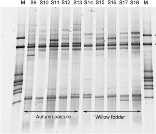 DGGE fingerprints of ruminal archaea in two different flocks of sheep fed autumn pasture (perennial rye grass/white clover mix) or willow fodder (Salix spp.). The markers (M) are the same as those in Fig. 1.
