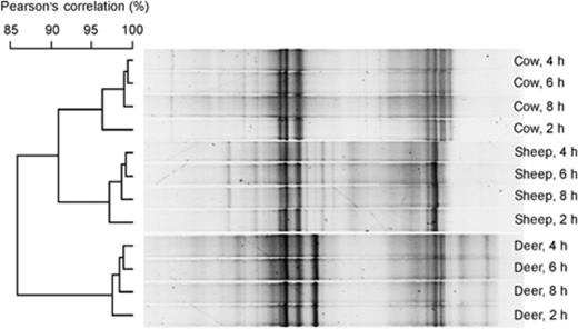 DGGE profiles showing the stability of archaeal communities in a cow, a red deer and a sheep, 2, 4, 6 and 8 h after feeding silage. The similarities of the band patterns are indicated by the dendrogram to the left of the gel image. Individual lanes are not in the same order as they were on the original gel, but all are from the same gel. The gel origin is on the left.