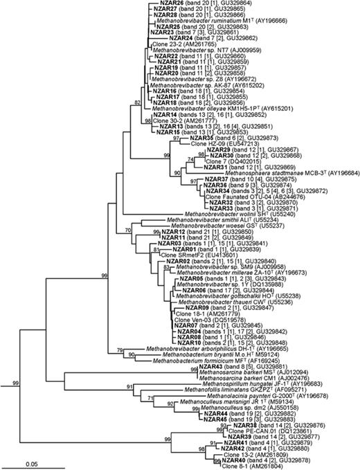 Inferred phylogenetic relationships between partial 16S rRNA genes derived from excised DGGE bands (bold) and reference 16S rRNA gene sequences. In the parentheses are the band number and the number of clones (in brackets) from which the sequences were derived, and the GenBank accession numbers. The band numbers correspond to those in Fig. 1. The superscript T designates a type strain. The tree was constructed from an alignment of 425 nucleotide positions. Bootstrap values (>70%) are shown at selected nodes, and are percentages based on 1000 resamplings. The scale bar indicates 0.05 nucleotide substitutions per nucleotide position. The 16S rRNA genes of Methanocaldococcus jannaschii (GenBank accession number M59126), Methanococcus vannielii (M36507) and Methanothermococcus thermolithotrophicus (M59128) were used as outgroup sequences, and are not shown in the figure.