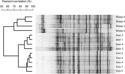 DGGE fingerprints of RCC in sheep, red deer and cattle fed summer pasture. The similarities of the band patterns are indicated by the dendrogram to the left of the gel image. Individual lanes are not in the same order as they were on the original gel, but all are from the same gel. The gel origin is on the left.