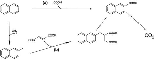 Two initial reaction mechanisms proposed for the anaerobic degradation of naphthalene. (a) Carboxylation of naphthalene to 2-naphthoic acid. (b) Methylation to 2-methylnaphthalene. An addition of fumarate would follow here and produce the compound 2-naphthylmethylsuccinic acid, which is then further transformed into 2-naphthoic acid. In both cases, 2-naphthoic acid is oxidized to CO2.