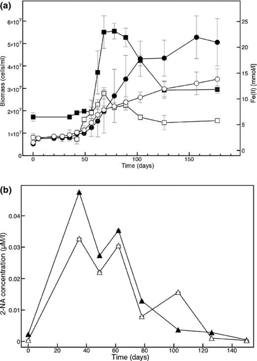 Growth of culture N49 with 13C-naphthalene as electron and carbon source and ferrihydrite as electron acceptor (a). Filled symbols, untreated cultures; open symbols, pasteurized cultures; squares, biomass; circles, Fe(II)-concentration. Error bars depict standard deviations of three replicate incubations. (b) 2-Naphthoic acid (2-NA) concentrations during growth of untreated (filled triangles) and pasteurized N49 cultures (open triangles).