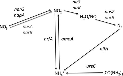 Schematic representation of a partial N cycle and the genes corresponding to pathways represented on the GeoChip 3.0. Black arrows and gene symbols indicate that DNA and mRNA hybridization signals were detected for these genes/pathways. Gray arrows and gray gene names indicate that mRNA was not detected.