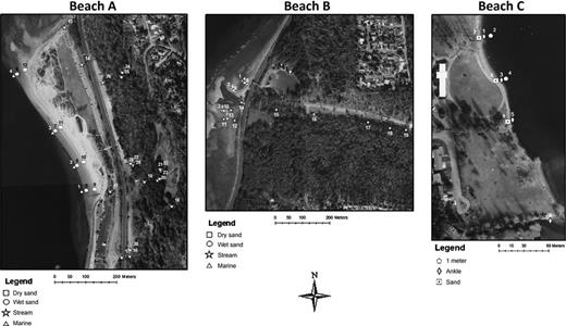 Freshwater, marine water and sand sampling locations and numeric designation of sites repeatedly surveyed between June and August, 2010 at beaches A, B, and C. Aerial photography courtesy of the City of Seattle (1993).