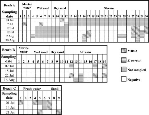 Distribution of methicillin-resistant Staphylococcus aureus (MRSA) and methicillin-susceptible S. aureus (MSSA) isolates in beaches A, B, and C. Site numbering corresponds to Fig. . Sites positive for MRSA/MSSA ≥ 2 days are sites 16, 17, 27, 28, 29, and 30 for beach A, sites 12, 14, 17, and 19 for beach B, and site 7 for beach C.