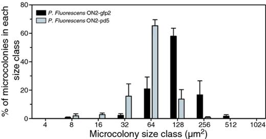 Size distribution of microcolonies for Pseudomonas fluorescens strain ON2-gfp2 and the proteinase-deficient strain ON2-pd5 after growth for 4 days in lake water amended with 200 mg L−1 casein. Data shown are mean values from two independent experiments. The bars represent the standard deviations.