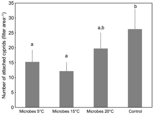 Mean number of attached Amphibalanus improvisus cyprids on apparatus with polycarbonate filters during exposure in the Kiel Fjord for 16 h. Biofilms were detached from their macroalgal host, Fucus vesiculosus, which had been cultured at different temperatures (5, 15, and 25 °C). Filters without the harvested microbial assemblage served as a control substrate. Each bar represents the mean of 10 replicates. Error bars represent 95% CI. Significant differences at α = 0.05 in Tukey's test are indicated by different letters above the bars.